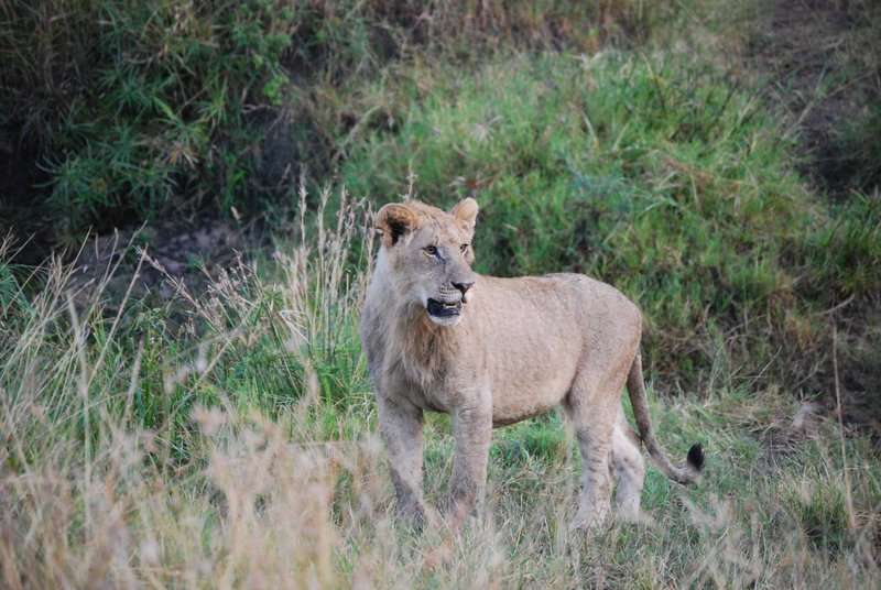 Un curioso safari, dos leopardos, leones despeluchados y muchas despedidas - Regreso al Mara - Kenia (19)